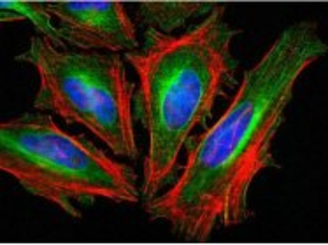 Monoclonal Technology