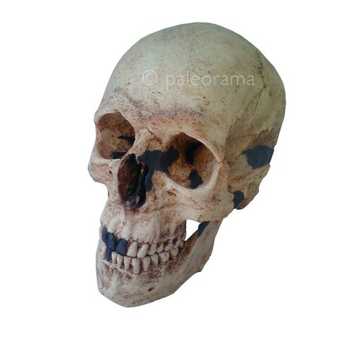 Homo sapiens, els dominants dels 5 continents