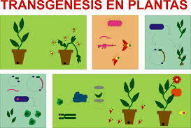 TRANSGENESIS