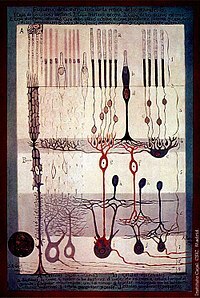 Doctrina de la neurona por Ramon y Cajal