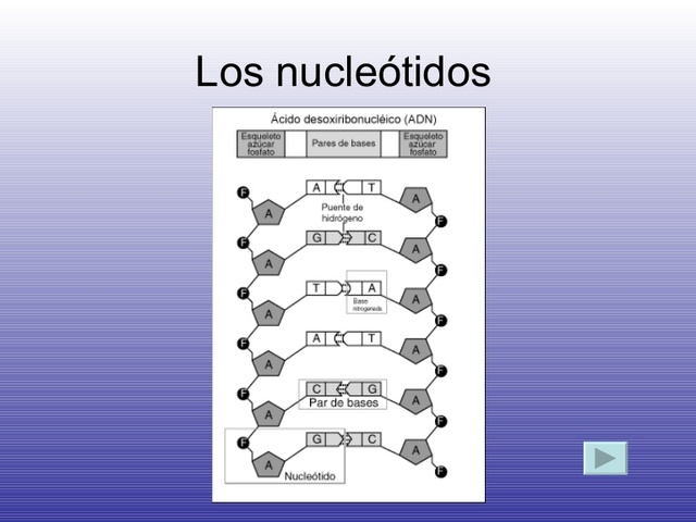 NUCLEOTIDO