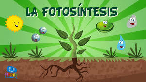 Fotosíntesis