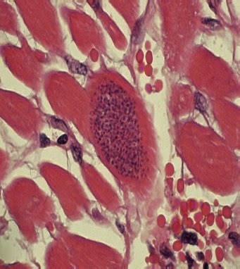 Marie Francois Xavier Bichat