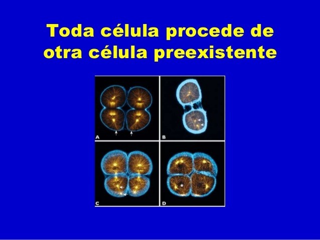 Teoría celular "Todas las células que existen proceden de otras células anteriores."