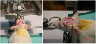 ablación experimental "Pierre Flourens "