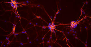 Donald Hebb (1904-1985)