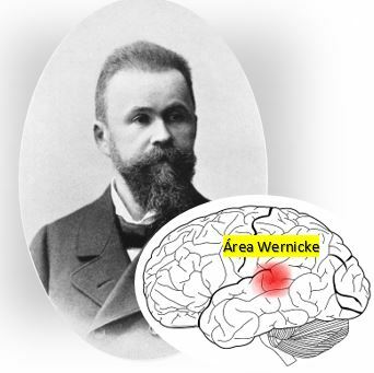 Teoría localizacionista relación con la neuropsicología