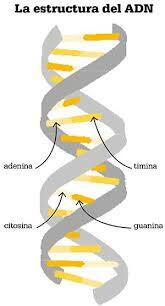 DECODIFICANDO EL ADN