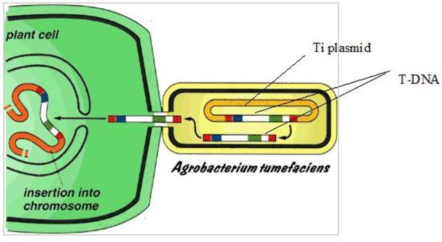 Agrobacterium Mediated gene transfer