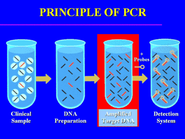 Polymerase Chain Reaction