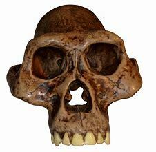 Australopithecus afarensis
