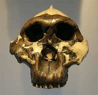 Paranthropus