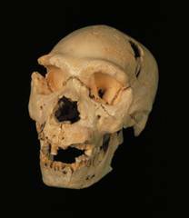 Homo heidelbergensis