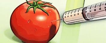 Primer alimento modificado genéticamente