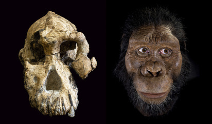 Australopithecus afarensis (Capacitat cerebral)