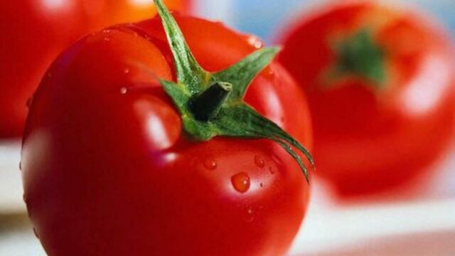 Tomate transgénico Flavr Savr