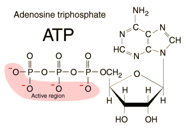 ATP