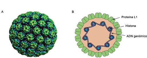 Papillomaviridae familia independiente