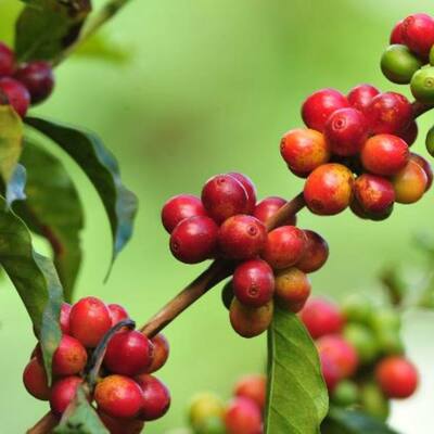 Timeline: LINEA DE TIEMPO HISTORIA DEL CAFÉ (ESA)