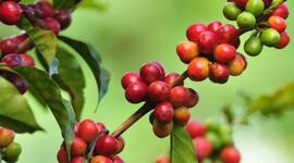 Timeline: LINEA DE TIEMPO HISTORIA DEL CAFÉ (ESA)