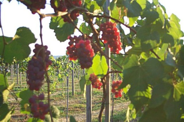 Dna Plamids Isolated