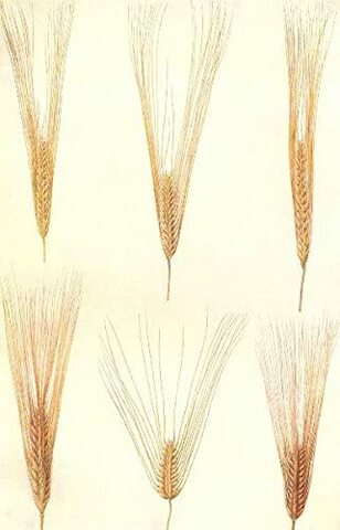 Reglamento para importar trigo del extranjero