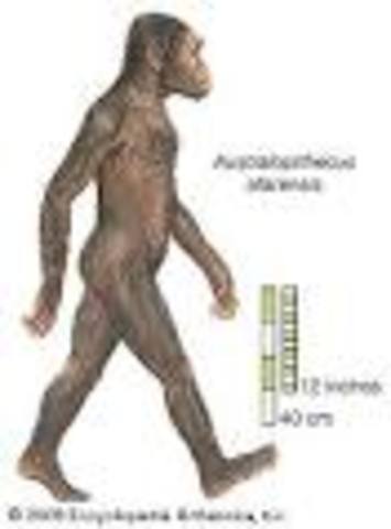 AUSTRALOPITHECUS AFARENSIS (SOUTHERN APE)