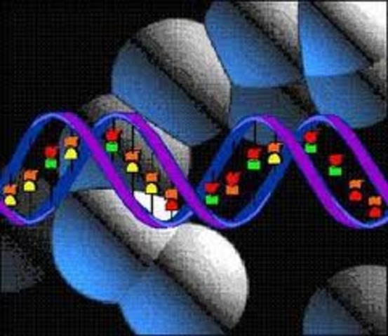 Sequence DNA