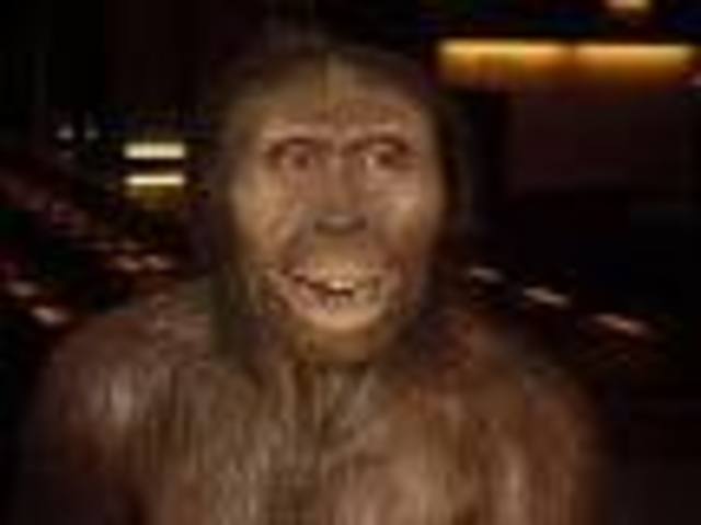 Australopithecus aferansis