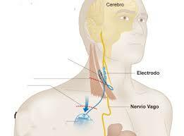 Estimulación del nervio vago y sus resultados en la taza cardiaca por Otto Loewi