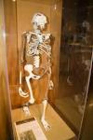 australopithecus afarensis
