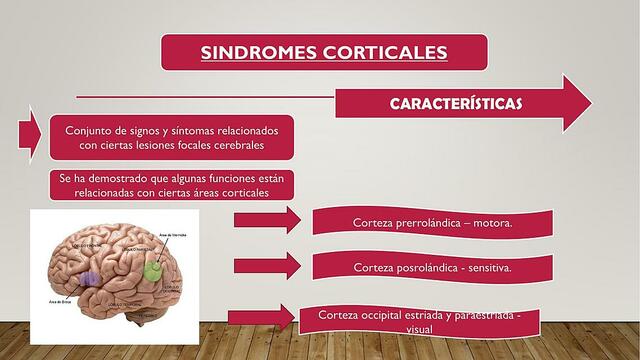 Síndromes corticales