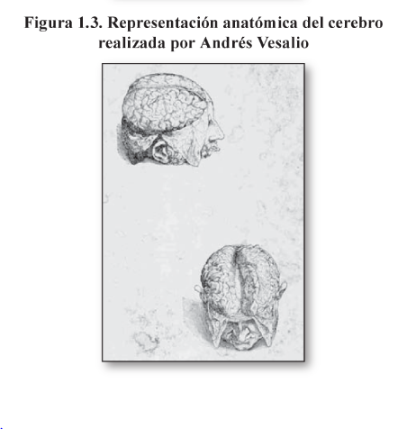 Representación anatómica del cerebro - Andres Vesalio