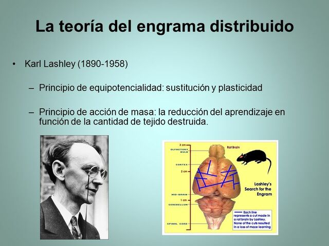 Acción en Masa y el Principio de la Equipotencialidad
