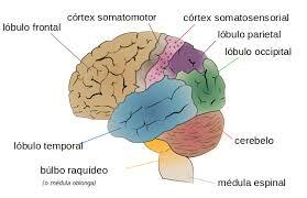 Neurofisiología.Nació a finales del siglo  XVIII