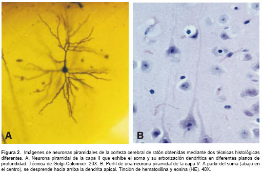 Premio nobel de Medicina y Fisiología en 1906