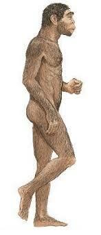 Homo erectus (Estatura)
