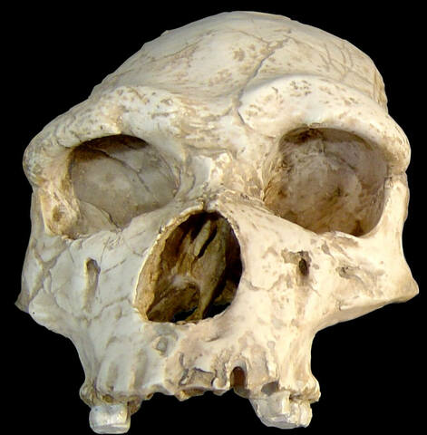 Homo neanderthalensis (Capacitat cerebral)