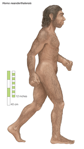 Homo neanderthalensis (Estatura)