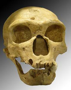 Homo erectus (Capacitat cerebral)