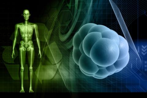 Embryonic stem cells