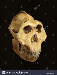 AUSTRALOPITHECUS  BOISEI