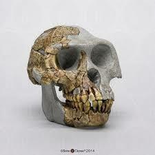 ARDIPITHECUS RARNIDUS