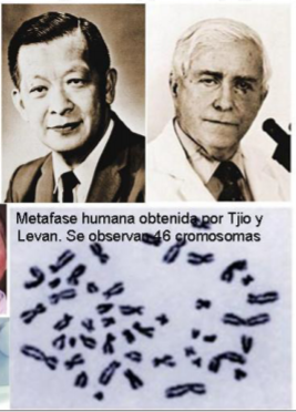 El hombre posee 46 cromosomas