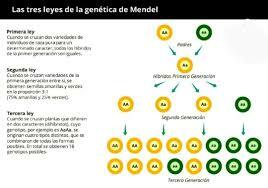 LEYES DE MENDEL