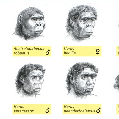 Timeline: Un arbre filogenètic de l’evolució dels homínids