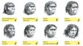 Timeline: Un arbre filogenètic de l’evolució dels homínids