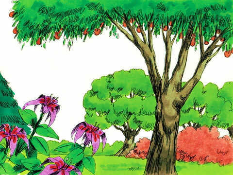 La creación: Día 3.1