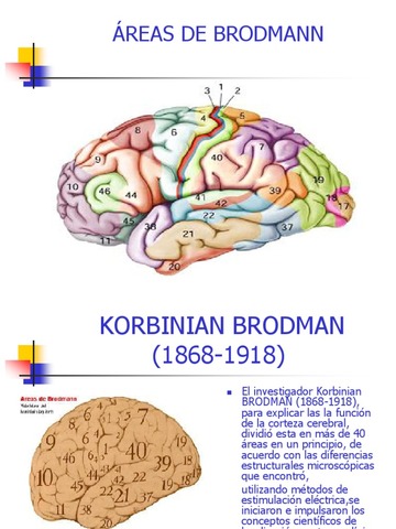 Brodmann (1868-1918)