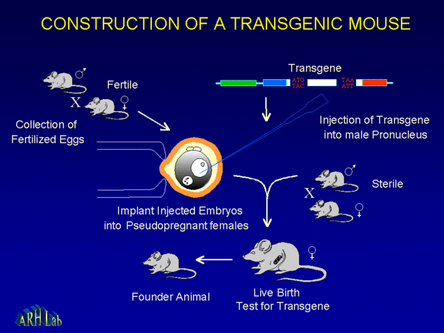 1st Transgenic Animals